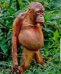 El3troOLobo's tweet photo. @insaneposes https://t.co/ofcJzpcoh5