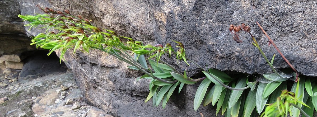 Lithgow Environment tweet media