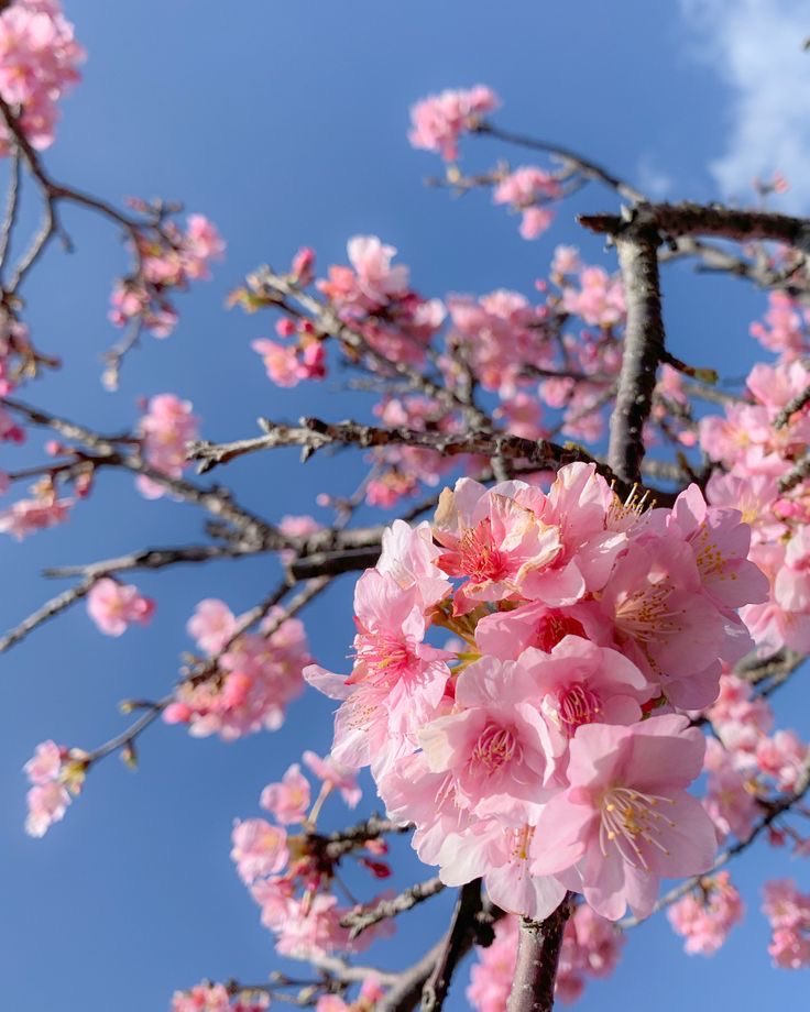Good morning ☀️☕️
Monday is here.
Wishing you a bright start to the new week 🌸

おはようございます☀☕️
月曜日ですね。
明るい一週間の始まりになりますように🌸