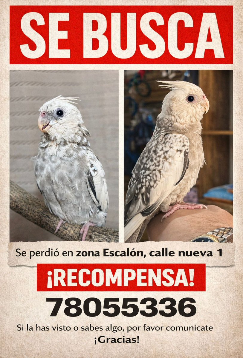 SERVICIO SOCIAL✅️
#SEBUSCA 📣
#EXTRAVIADO ‼️
Hola, quiero reportar el extravío de mi periquito responde al nombre de Pistacho, es una cacatúa Ninfa, blanca con gris, es bien mancito y alguien lo ha visto o está en su casa por favor contactarme voy a dar recompensa… Se me