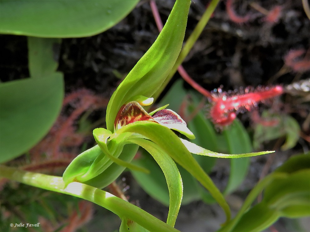 Lithgow Environment tweet media