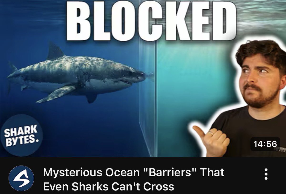 Shark Bytes tweet media