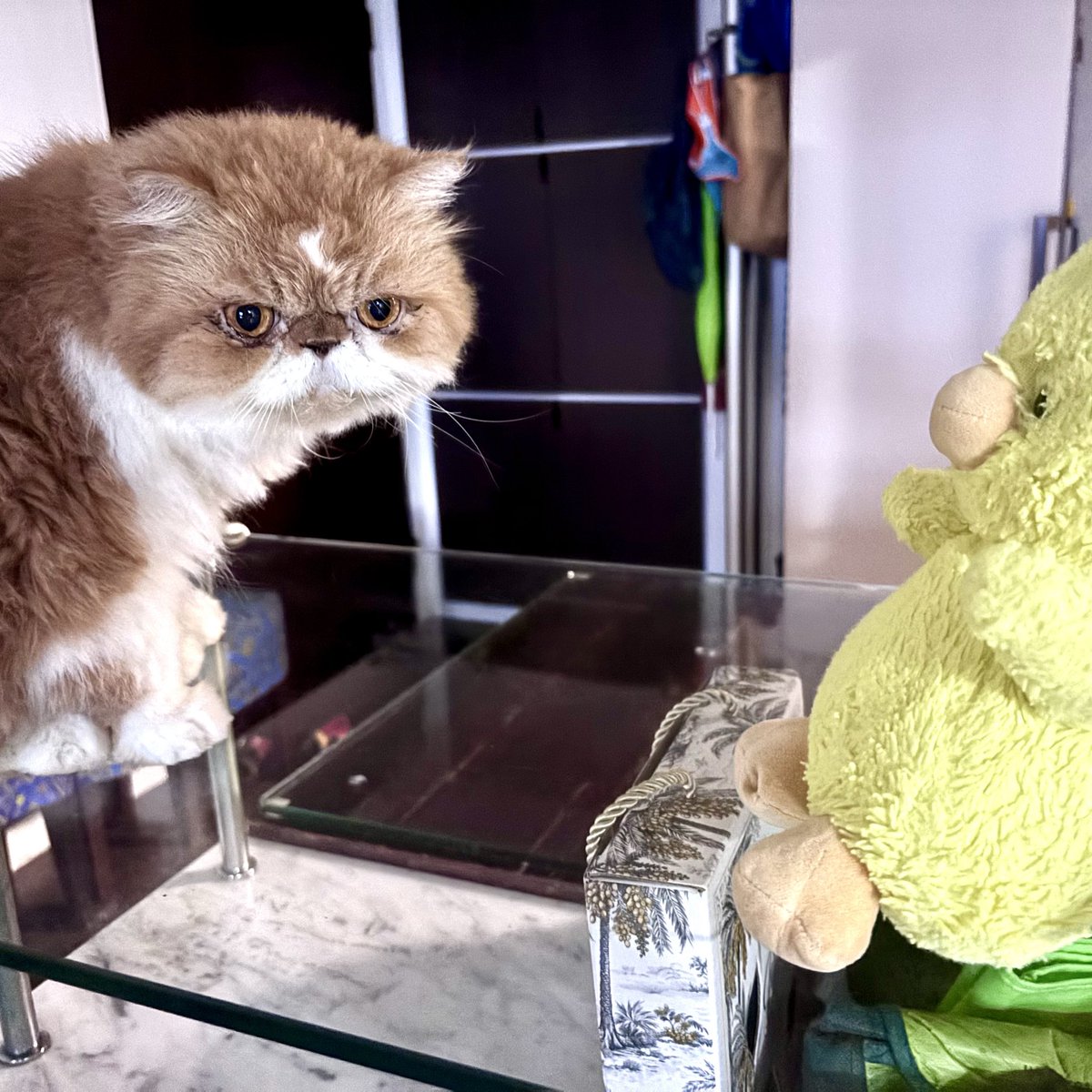 GrannieNTaddie's tweet image. Duck therapy 😻 #CatsOfTwitter #newweeknewgoals #meow