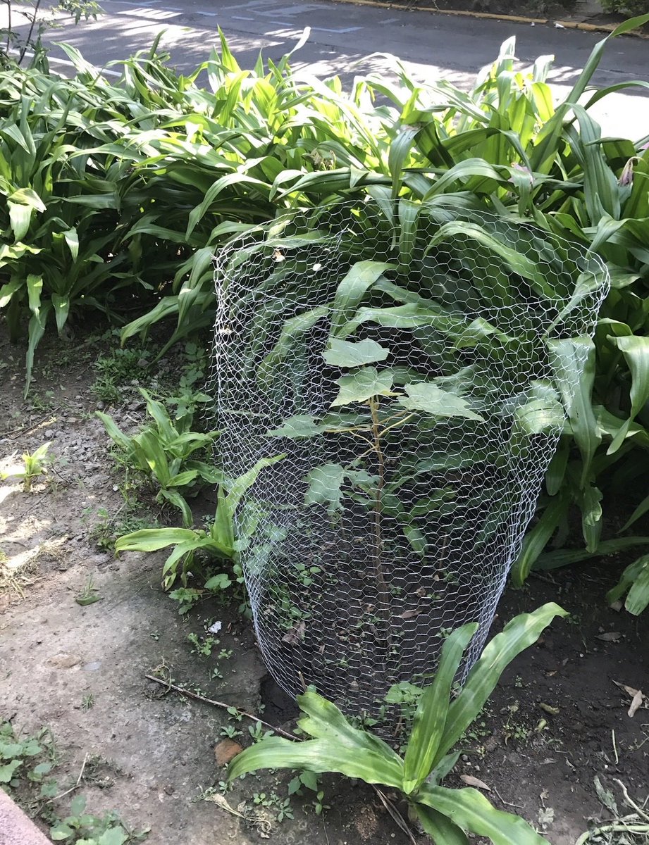 Plaza Luis Cabrera tweet media