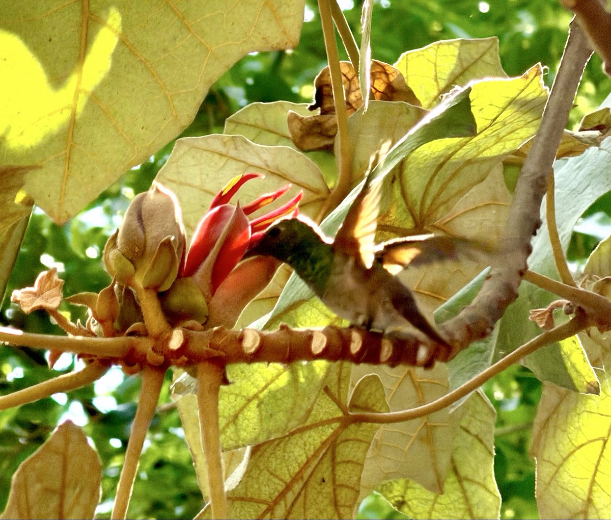 Plaza Luis Cabrera tweet media