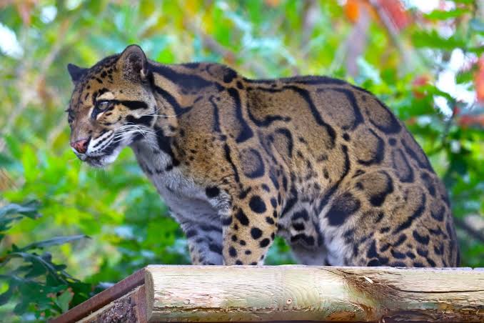 ♚Aemilius♔ 🔜 CFz, Wild North tweet media