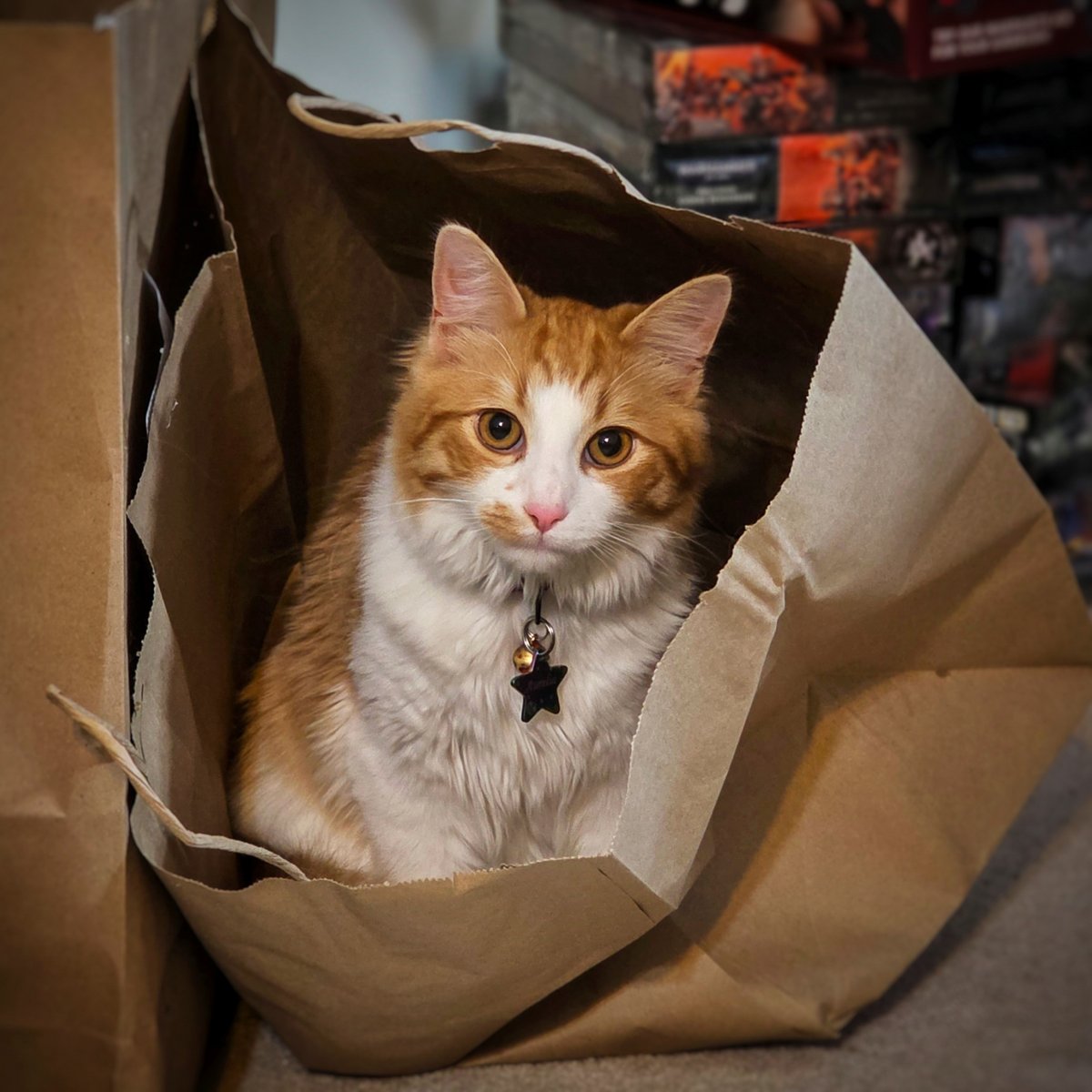 Chelsea Christian 🗡🔮 tweet media