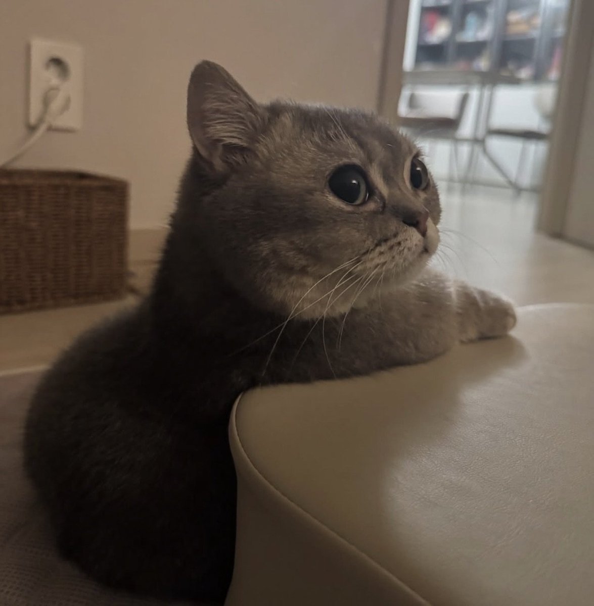 zaratana from hit game mewgenics tweet media