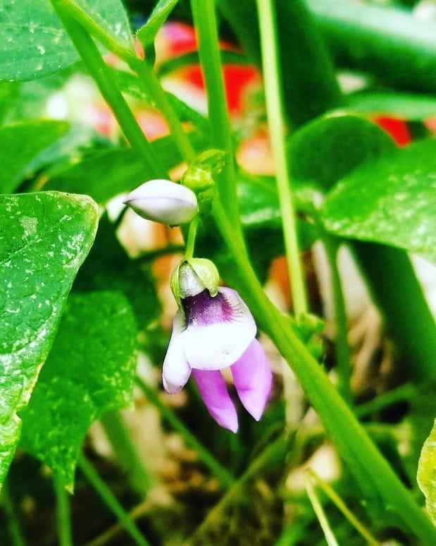 ADevotedYogi's tweet photo. "In all things of Nature, there is something of the marvelous."
                                ~ Aristotélēs https://t.co/TLocTBz7QR