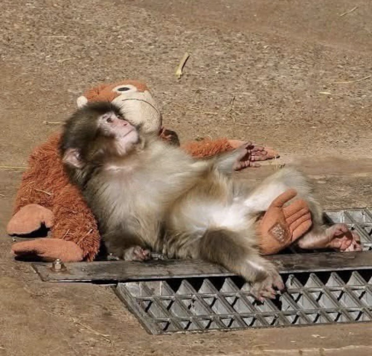 Lea01642705's tweet image. It is fascinating how flexible reality becomes when protecting an illusion is more important than using a brain : قديش الواقع بيصير مرن لما حماية الوهم بتصير أهم من استعمال العقل.
#PUNCH #PunchTheMonkey #animaloftheday