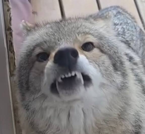 OnlyYotes tweet media