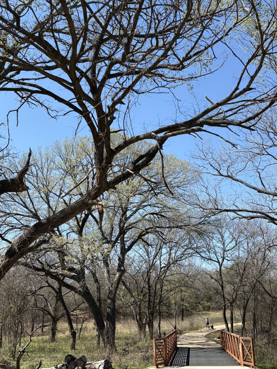 ScottUhlTX's tweet image. Spring is blooming at Grapevine Lake on a picture perfect Sunday in North Texas.

#DaylightSavingsTime ⏰