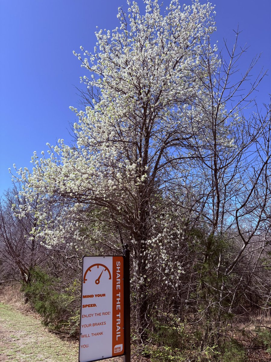 ScottUhlTX's tweet image. Spring is blooming at Grapevine Lake on a picture perfect Sunday in North Texas.

#DaylightSavingsTime ⏰