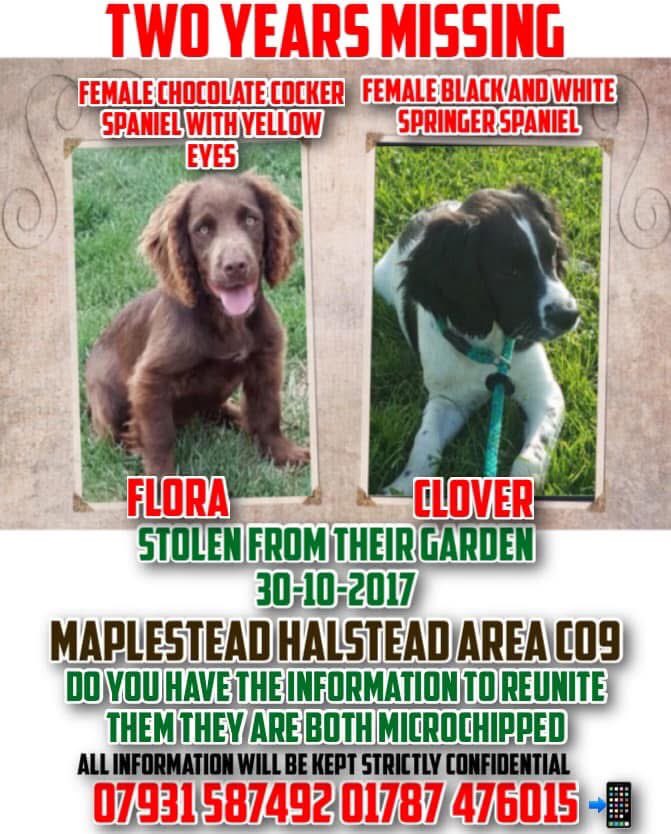STOLEN FLORA #reunited after nine years 🐾❤️🐾 Family never stop hoping that they will get that call, saying “We have your dog”.  Until you’ve experienced this cruel crime you will never understand the importance of the microchip.  At the end of the day, after years of missing