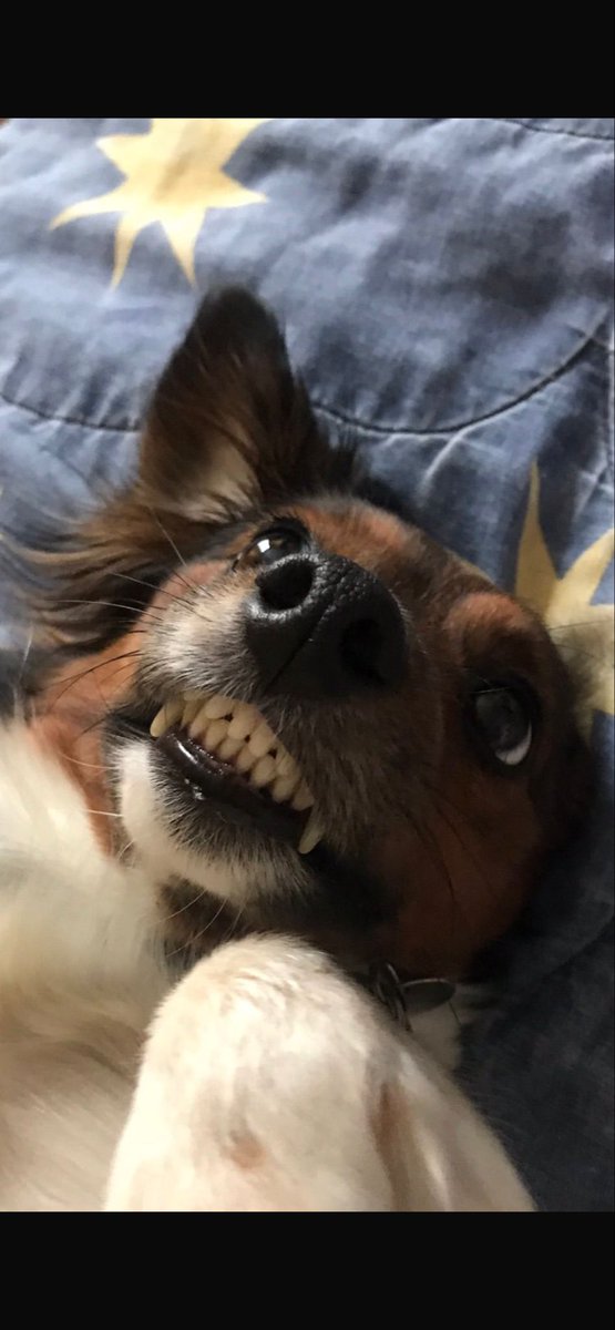 goonchild4's tweet photo. My best in show, every year. #scrumpy #jackrussell #Crufts https://t.co/q3m3PGHaS6