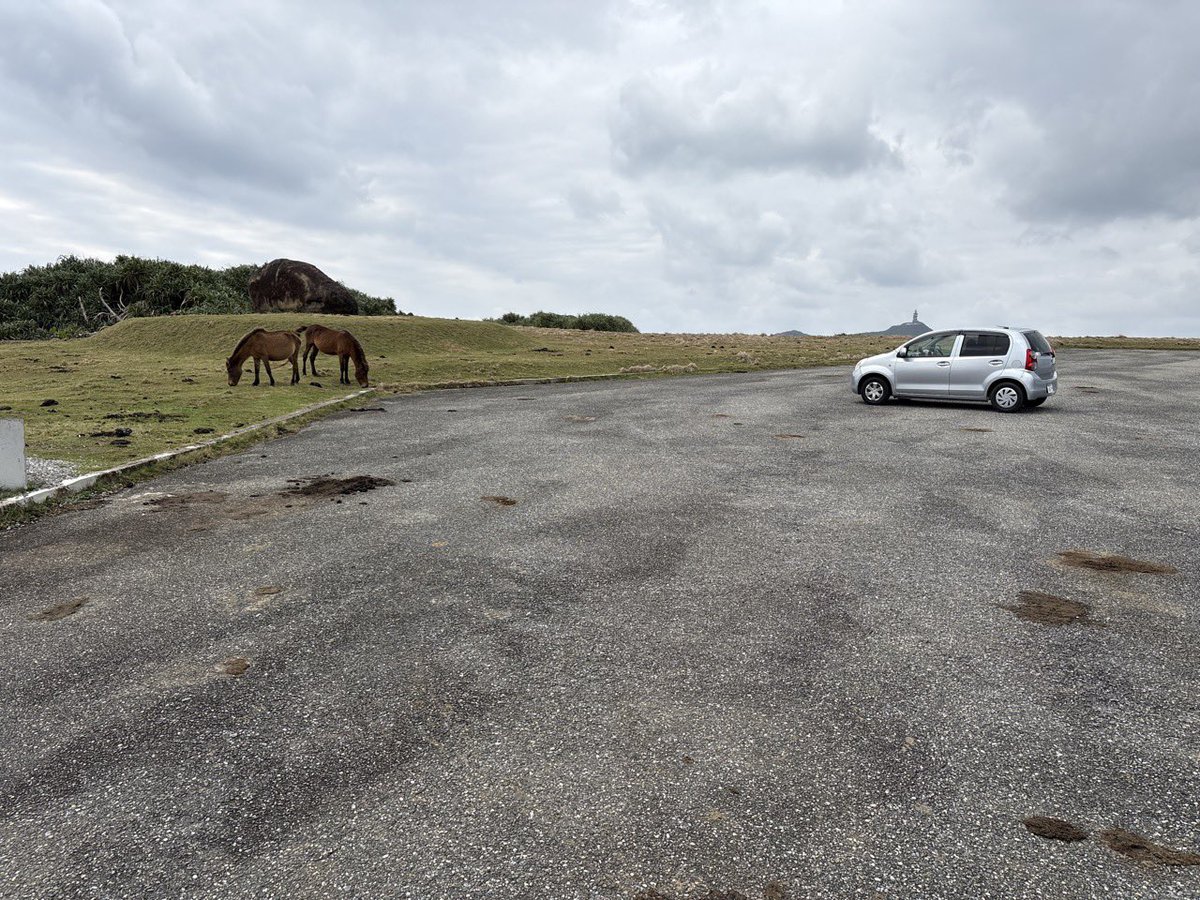 Toppelon1's tweet photo. I went to Yonaguni Island.
My main goal was to see hammerhead sharks while diving🦈

At an unexpected moment, I also got to see the marlin I'd always wanted to see underwater!

Since I had time, I also took a drive in a rental car to see the "Yonaguni horses"🚘
True to their name, these horses are only found on Yonaguni Island,
and it's said that about 100 of them currently live there.

Seeing wild horses was such a rare experience itself,
it was incredibly fresh and I had a wonderful time.

I bought some Sakimoto Shuzo awamori as a souvenir!
It's 60% alcohol by volume 😳
Please drink it slowly and carefully,
making sure not to overdo it~!

✼••┈┈┈┈┈┈ ┈┈┈┈┈┈┈┈┈┈┈┈••✼
A share house where comfortable distance is the charm
Share House Topperon Atsuta Rokubancho
 3-12-24 Rokubancho, Atsuta Ward, Nagoya City, Aichi Prefecture ☎️ 070-2836-9168

Feel free to inquire about moving in!
🔍 more info ⇨ https://t.co/ybo9pxc6eW
✼••┈┈┈┈┈┈┈┈┈┈┈┈┈┈┈┈┈┈••✼

#ShareHouseTopperon #NagoyaShareHouse #ShareHouseLife #ShareHouseHunting #RoomHunting FirstTimeLivingAlone NowHiringResidents YonaguniIsland YonaguniHorse lifeinnagoya sharesharehouse 

与那国島に行ってきました。
一番の目的は、ダイビングで
ハンマーヘッドシャークを見ること🦈

思わぬタイミングで、念願だったカジキにも
海の中で出会うことができました！

時間があったので、「与那国馬」を見に
レンタカーでドライブも🚘
その名の通り、与那国島にしかいない馬で
現在約100頭ほどが生息していると言われています。

野生の馬を見ること自体が珍しい体験だったので、
とても新鮮で良い時間を過ごすことができました。

お土産に、崎元酒造の泡盛を買ってきました！
アルコール度数60度です😳
ゆっくり、飲みすぎないように
気をつけて飲んでくださいね〜！

✼••┈┈┈┈┈┈┈┈┈┈┈┈┈┈┈┈┈┈••✼
心地よい距離感が魅力のシェアハウス
シェアハウスとっぺろん熱田六番町
 愛知県名古屋市熱田区六番3丁目12-24 ☎️ 070-2836-9168

入居のお問い合わせはお気軽にどうぞ！
🔍 more info ⇨ https://t.co/ybo9pxc6eW
✼••┈┈┈┈┈┈┈┈┈┈┈┈┈┈┈┈┈┈••✼

シェアハウスとっぺろん 名古屋シェアハウス シェアハウス生活 シェアハウス探し お部屋探し 初めての一人暮らし 入居者募集中 与那国島 与那国馬 lifeinnagoya sharehouse