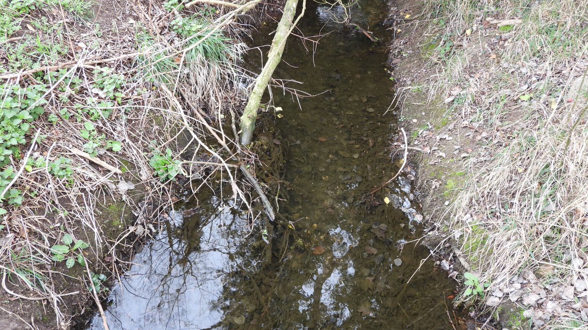 numenini's tweet photo. Can't believe it's >4 months since last interacted with a #chalkstream! Today explored 3 parallel River Cam tributaries: TL is the lovely Hoffer Brook btw Harson & Foxton, rest are the pathetic "Rhee", TR at Foxton & below at Fowlmere - little more than a ditch. #MyWalk π§΅1/10 https://t.co/5C4tAAlWHZ