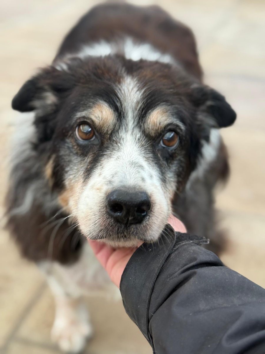 Animal Adoptions UK 🐕‍🦺🐈🐎❤️ tweet media