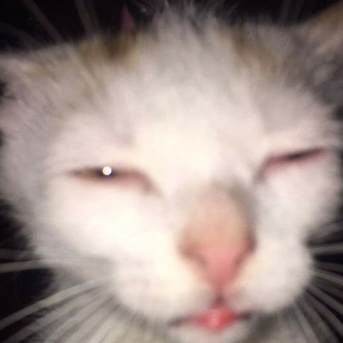 yo el 21 de marzo intentando agarrar señal para ver el concierto de bts después 4 años