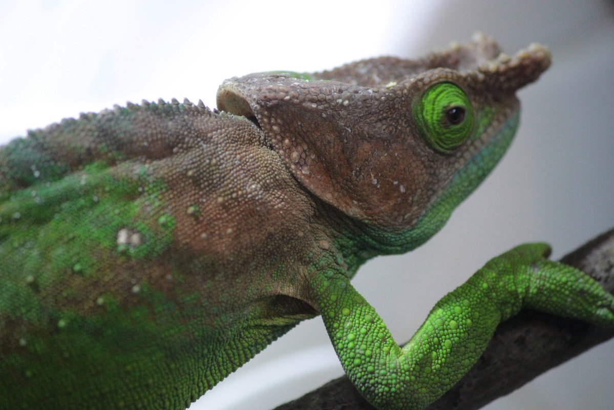 Fantasticゴリオ tweet media