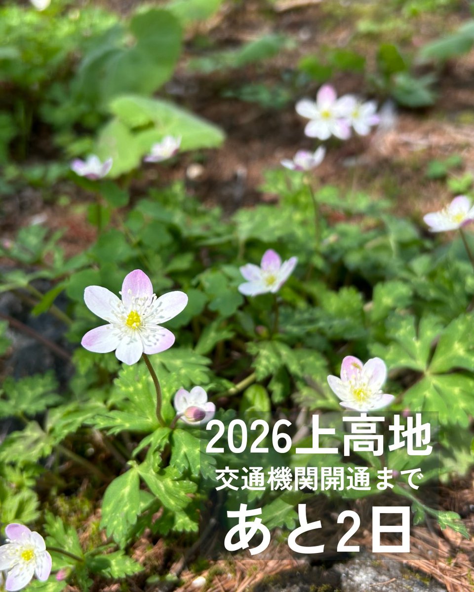 上高地2026シーズン開幕まであと2日！ 例年5月中旬～下旬頃に見頃を