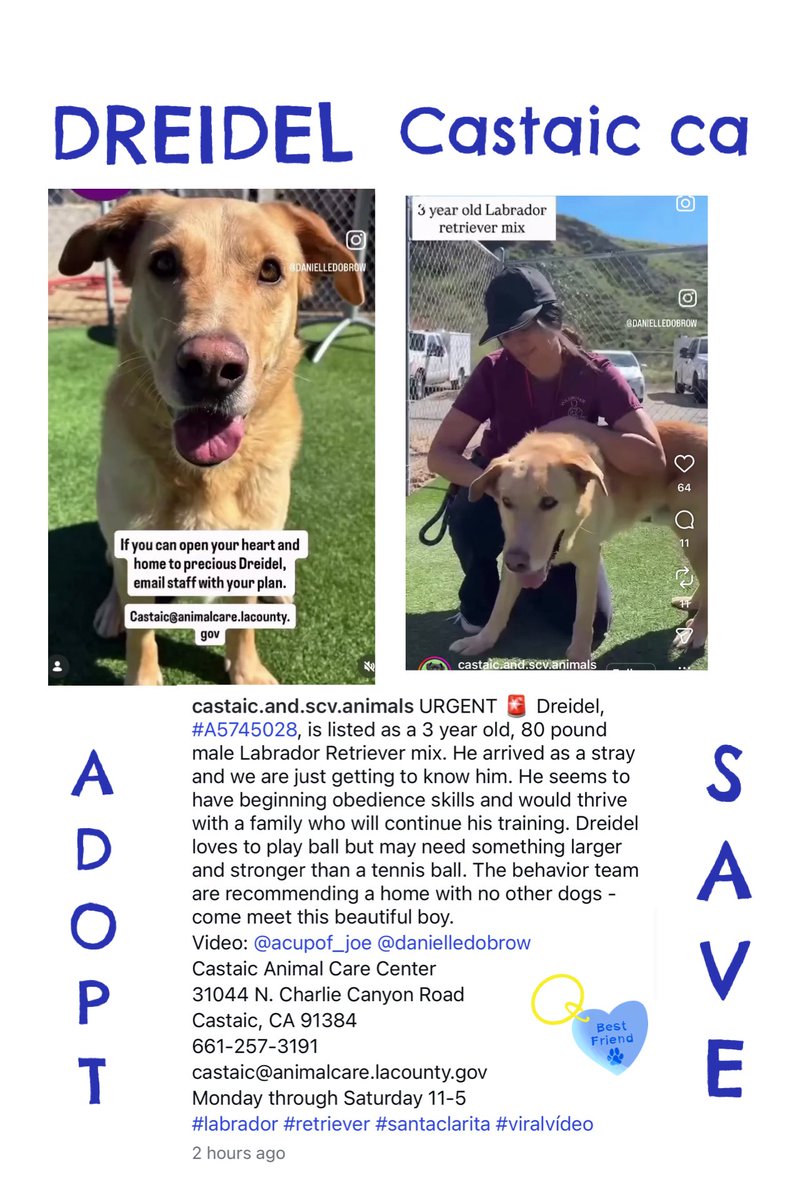 SarahjaneGille1's tweet photo. My Instagram/Video Night “I LOVE DREIDEL” At #Castaic ca #SantaClarita #California old F #A5745028 Male 3yrs Entered 1/25 #LABRET LOVE  #LosAngeles @mapleveewesem  #REPOST ⬇️‼️🙏🐾 💙
@Timber_MT @FoxtrotSh1tUp @Iza_2021 @SabaMekaZeus @SueGillmeister @NMBewitched @LilaFlw @CharBolen @MoishesMom @Montpellier21 @ch_peti2674 @weenywaney @LoneStarChica @Dubs4Mutts @Stubentiger6 @MarylouCulkar6 @Freedom4Enigma @heartwhole24 @AAsoldiershawn @TubaElver @LacDonna @KimQuill @Rachian14148371 @RLA_1976 @GodLovesDogsToo @Montpellier21 @MarjonQ17isBACK @tomsland_ @sa16280364 

 https://t.co/ji0Nd1JaV8