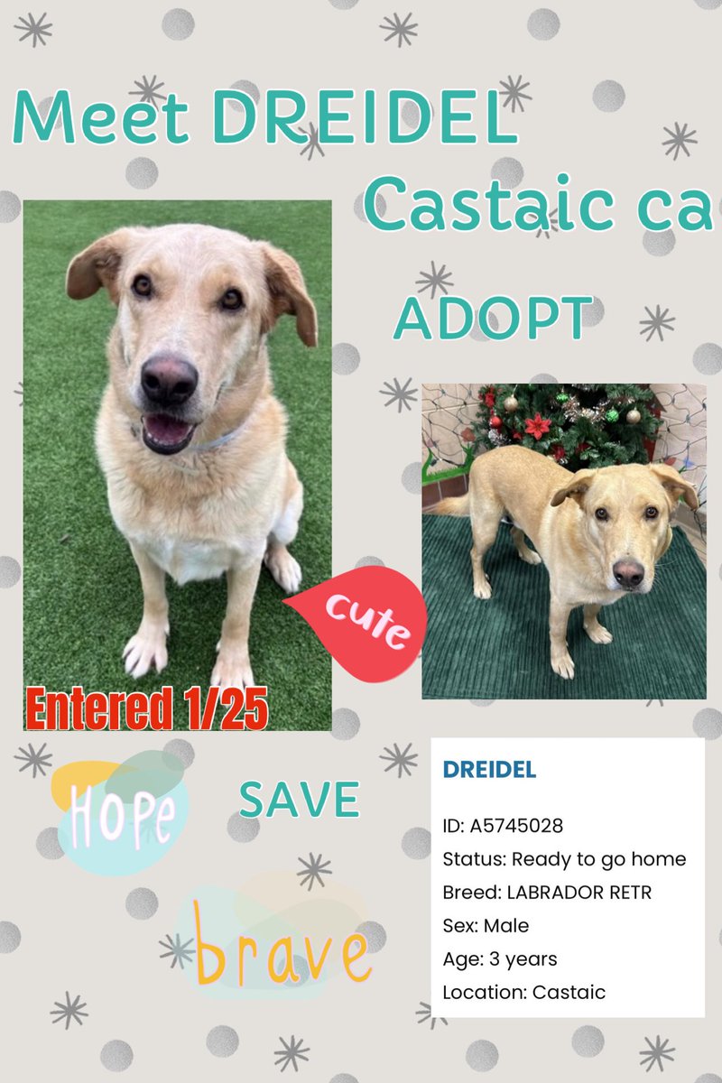 SarahjaneGille1's tweet photo. My Instagram/Video Night “I LOVE DREIDEL” At #Castaic ca #SantaClarita #California old F #A5745028 Male 3yrs Entered 1/25 #LABRET LOVE  #LosAngeles @mapleveewesem  #REPOST ⬇️‼️🙏🐾 💙
@Timber_MT @FoxtrotSh1tUp @Iza_2021 @SabaMekaZeus @SueGillmeister @NMBewitched @LilaFlw @CharBolen @MoishesMom @Montpellier21 @ch_peti2674 @weenywaney @LoneStarChica @Dubs4Mutts @Stubentiger6 @MarylouCulkar6 @Freedom4Enigma @heartwhole24 @AAsoldiershawn @TubaElver @LacDonna @KimQuill @Rachian14148371 @RLA_1976 @GodLovesDogsToo @Montpellier21 @MarjonQ17isBACK @tomsland_ @sa16280364 

 https://t.co/ji0Nd1JaV8