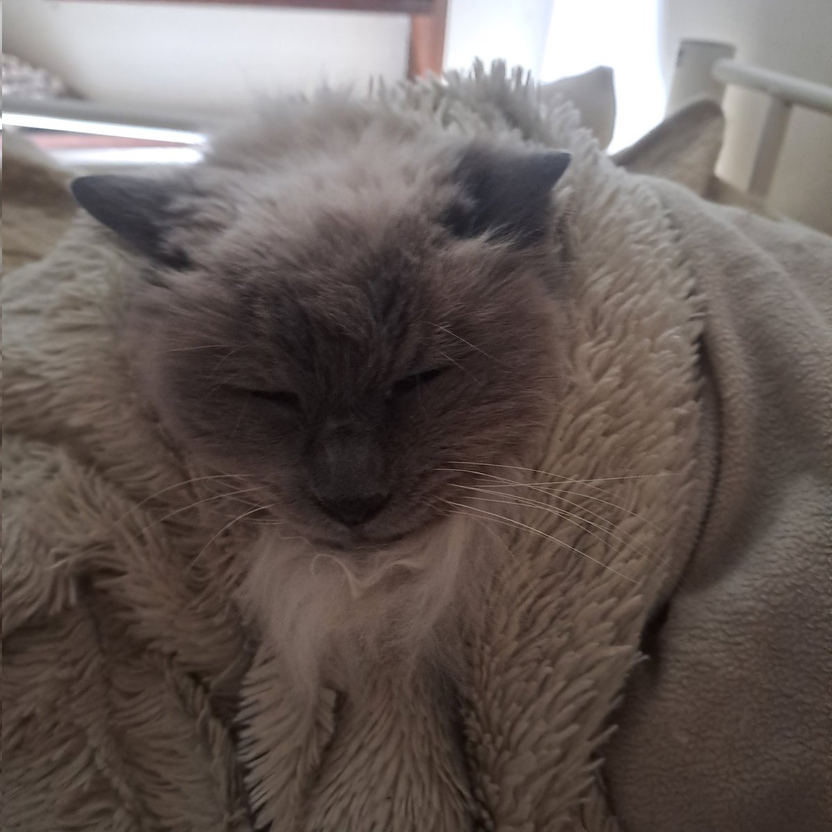 Naiko The Goat tweet media