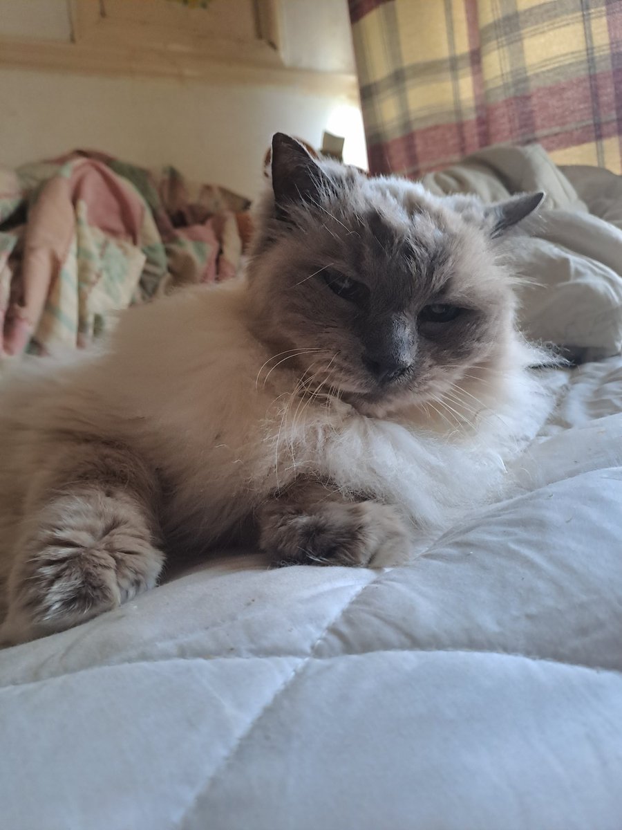 Naiko The Goat tweet media