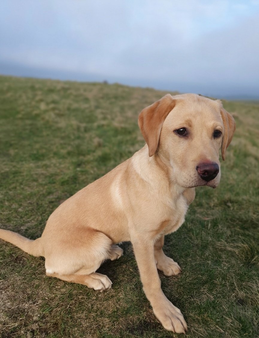 PeakWeaves's tweet image. #Maple is now 17 weeks old, able to do slightly longer walks and is getting used to the wider world.