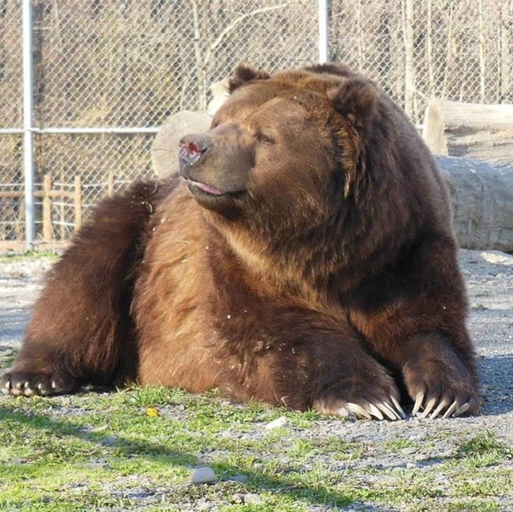 helio tha bwear tweet media