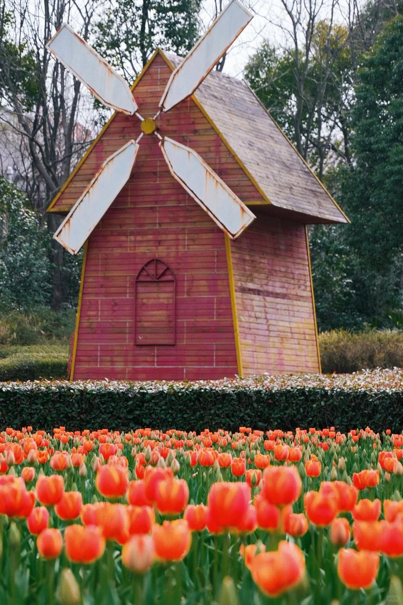discoverzj's tweet photo. Spring is calling! Dazzling tulips in red, yellow, pink &amp; purple blanket Changdao Park in Huzhou, Zhejiang. 
Come soak up the sunshine and lose yourself in this blooming paradise! 
@ AaronQ https://t.co/XMWimTGdXE