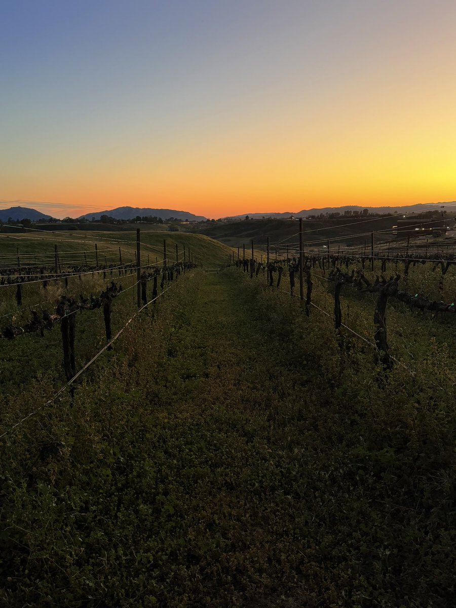 Sunset in the vineyards.