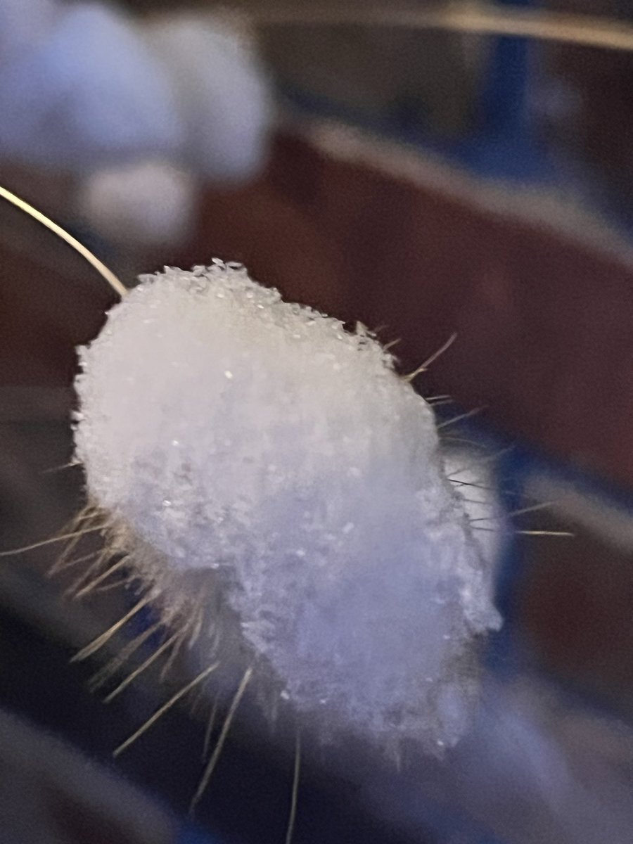 michelle d tweet media