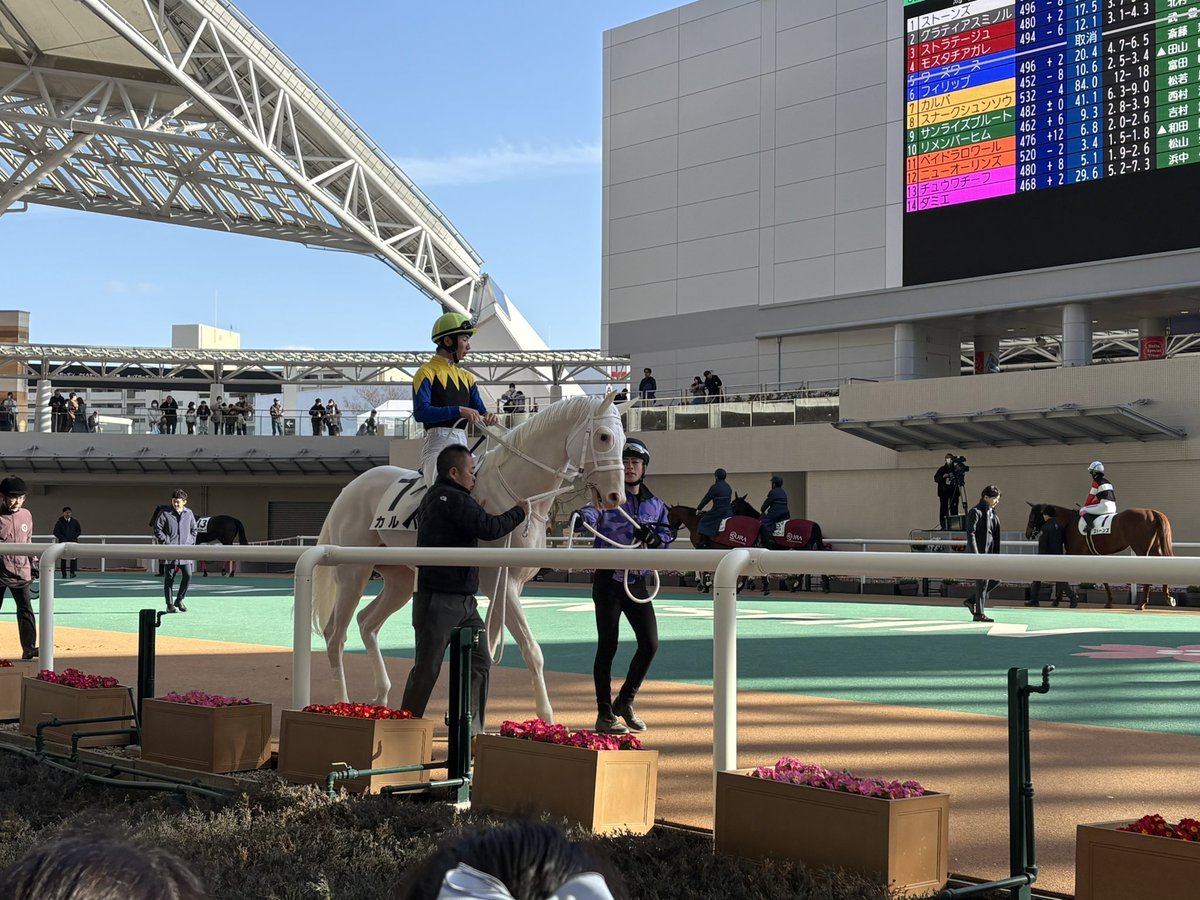 阪神競馬🏇
白毛馬のカルパ
初めて白毛馬を生で見ました。田山騎手を背に7番人気ながら4着に入りました。