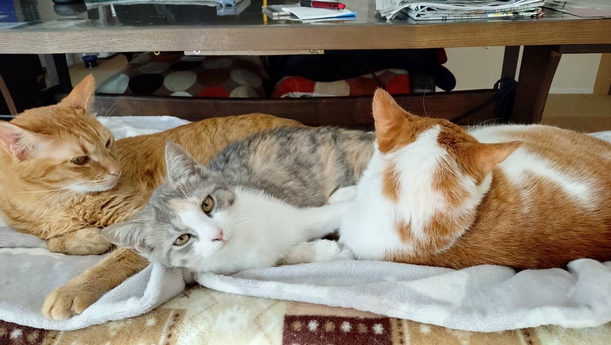 TheBlueBirdGifu's tweet photo. 里親宅で・・
先住猫さんの真ん中に陣取るモモちゃん
堂々たるお転婆娘に成長しているようです🤹‍♂️ https://t.co/5dKaBFdQkJ