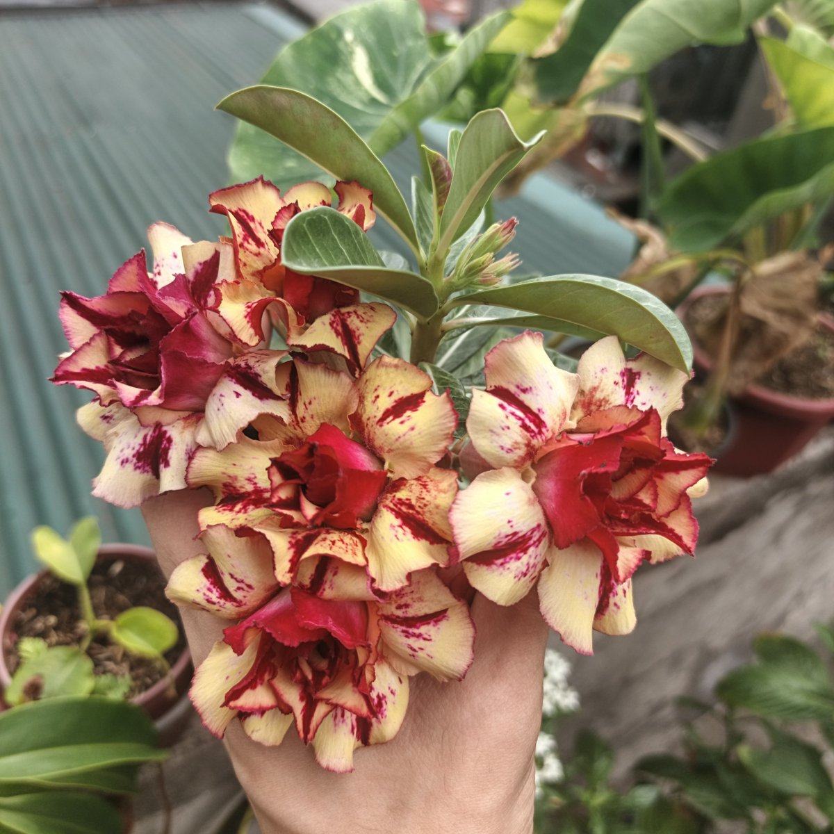 Adenium Obesum 'New Lukmai' ❤️‍🔥