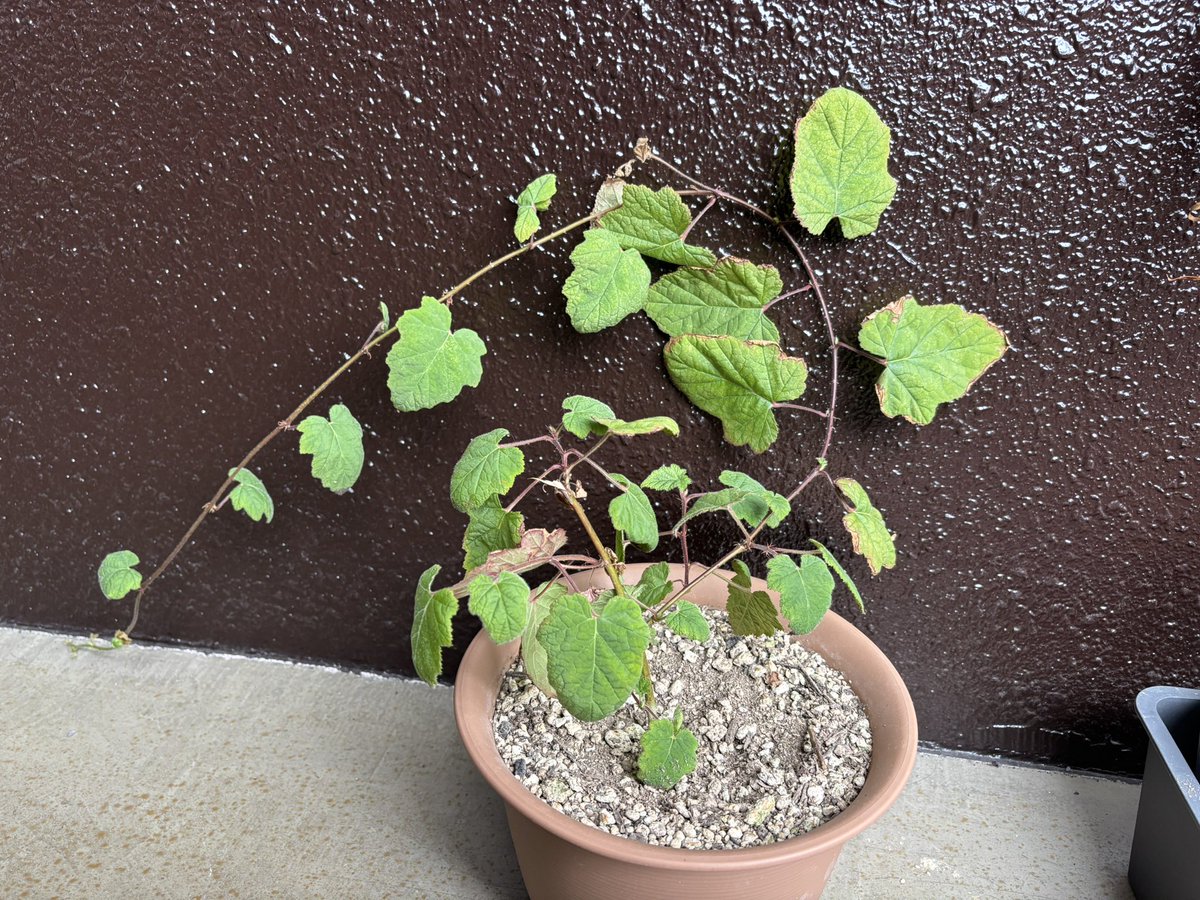 「シマバライチゴRubus lambertianus」が無事に越冬しました。
日本国内では、長崎県島原市と大村市、熊本県の天草および球磨村にのみ生息する、きわめて局地的な分布をもつ野生のキイチゴです。