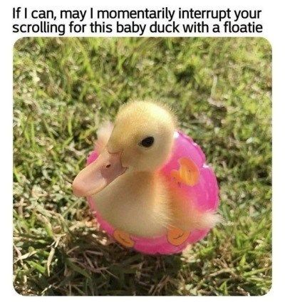 WholesomeMemes tweet media