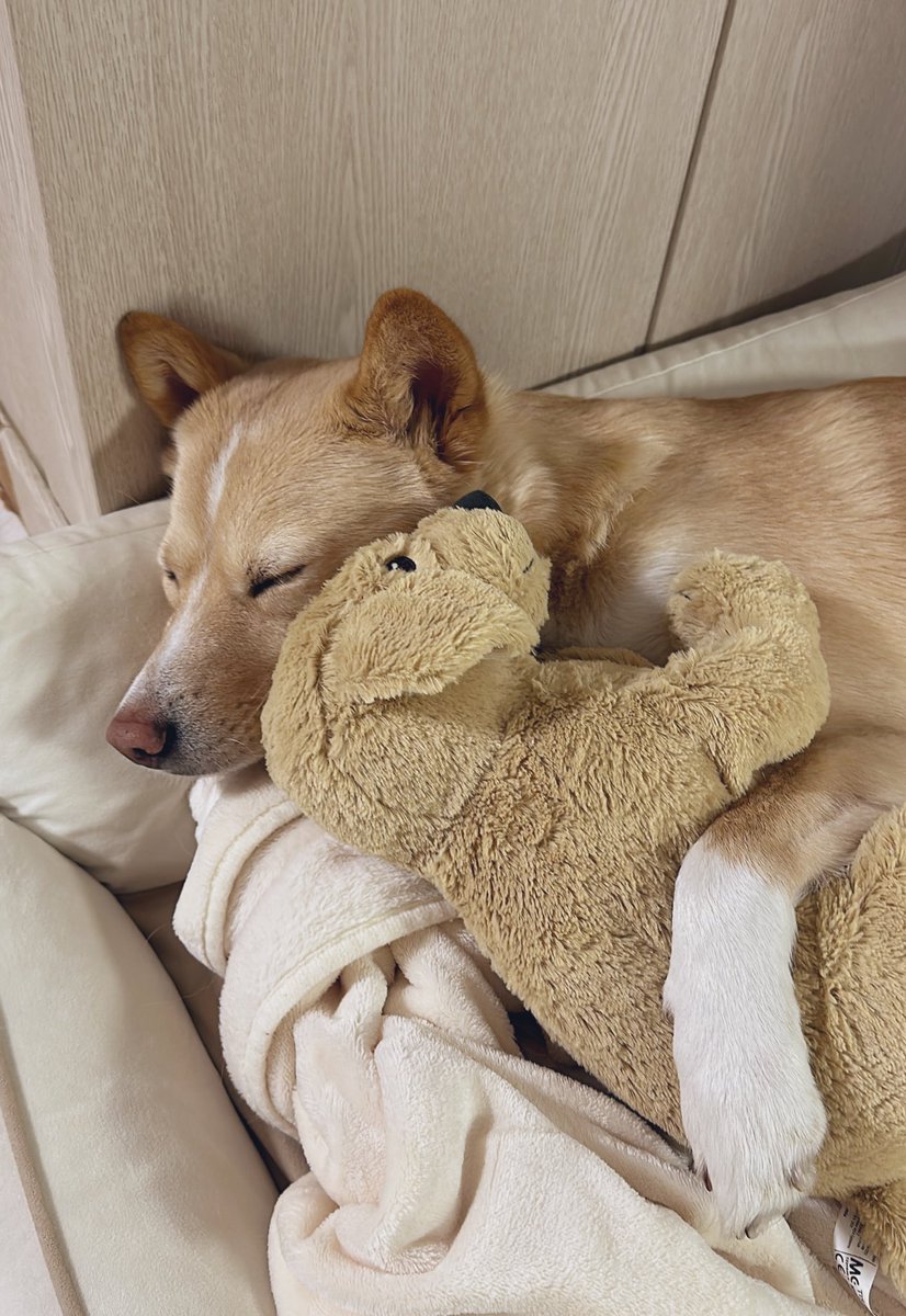 떠돌이 출신 진돗개도 따뜻한 집에서 인형 끌어안고 자는 거 좋아해