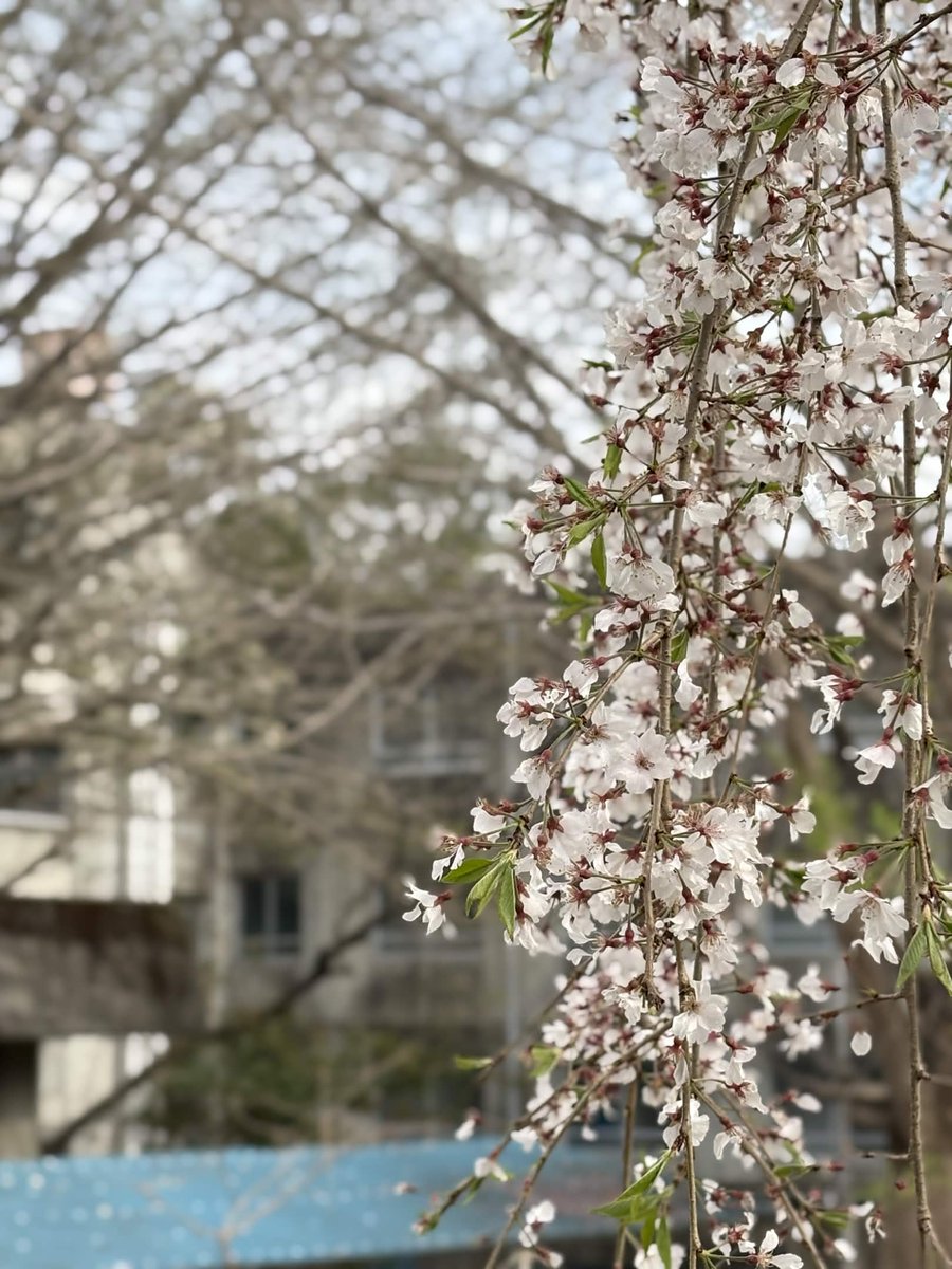 東北大学日就寮 tweet media