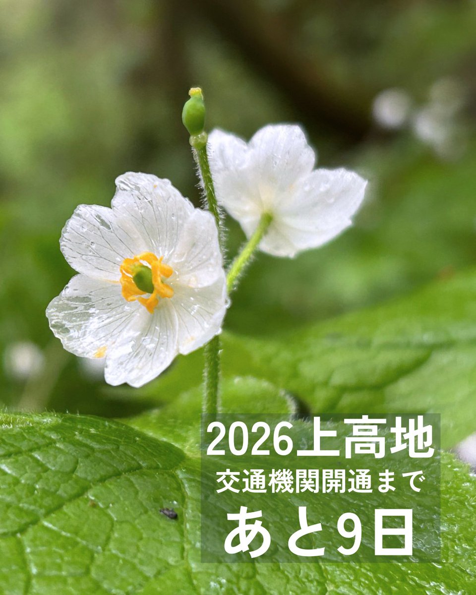 上高地2026シーズン開幕まであと9日！ 写真はサンカヨウの花です。 顔