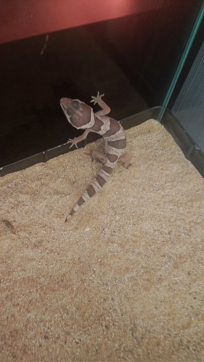 AtlasTheProto's tweet photo. Got a lil buddy named Same figured out she was around 2 months old and she's such an eepy gecko :3 https://t.co/jIXHiLCLxS