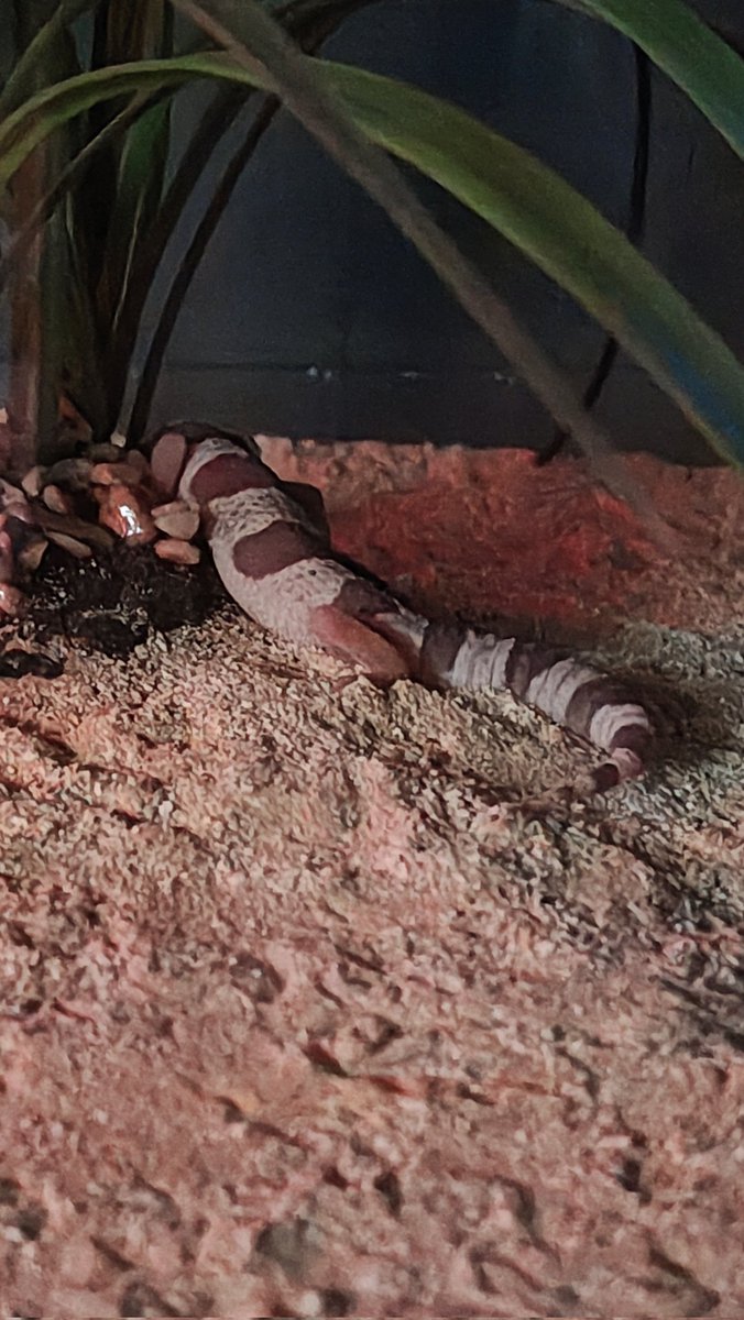 AtlasTheProto's tweet photo. Got a lil buddy named Same figured out she was around 2 months old and she's such an eepy gecko :3 https://t.co/jIXHiLCLxS