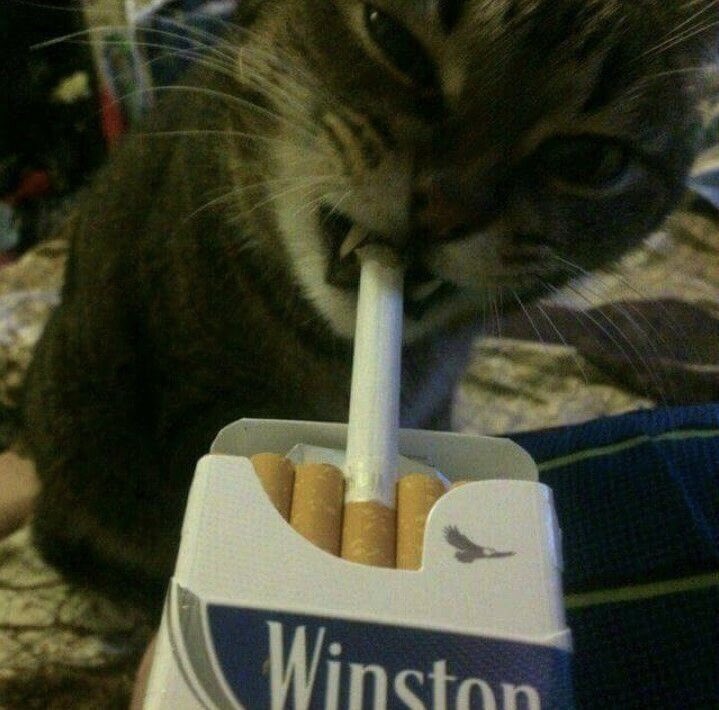 Give me one cigarette, you bitch