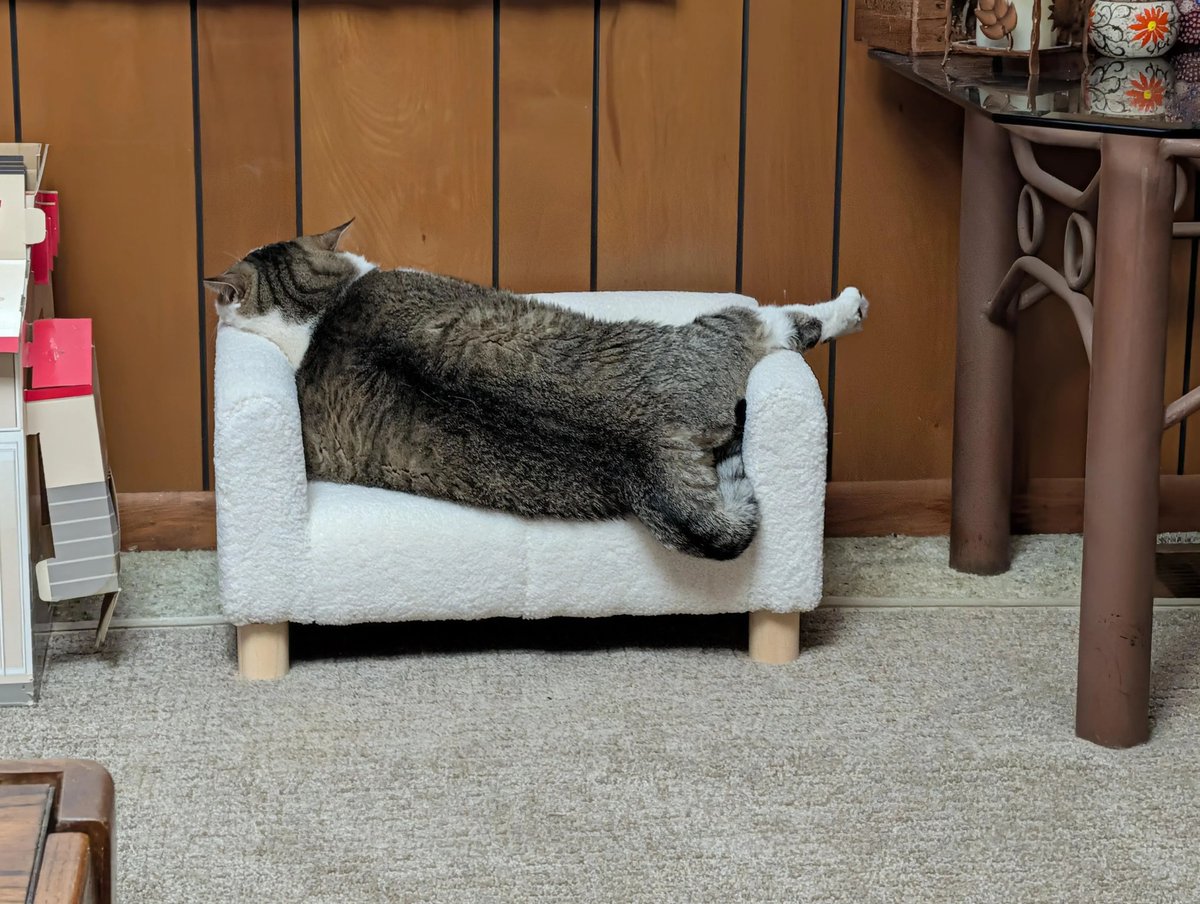 ShouldHaveCat's tweet photo. oh. my. god. look at that one dangling chicken leg 🍗 https://t.co/RETAXB7lKB