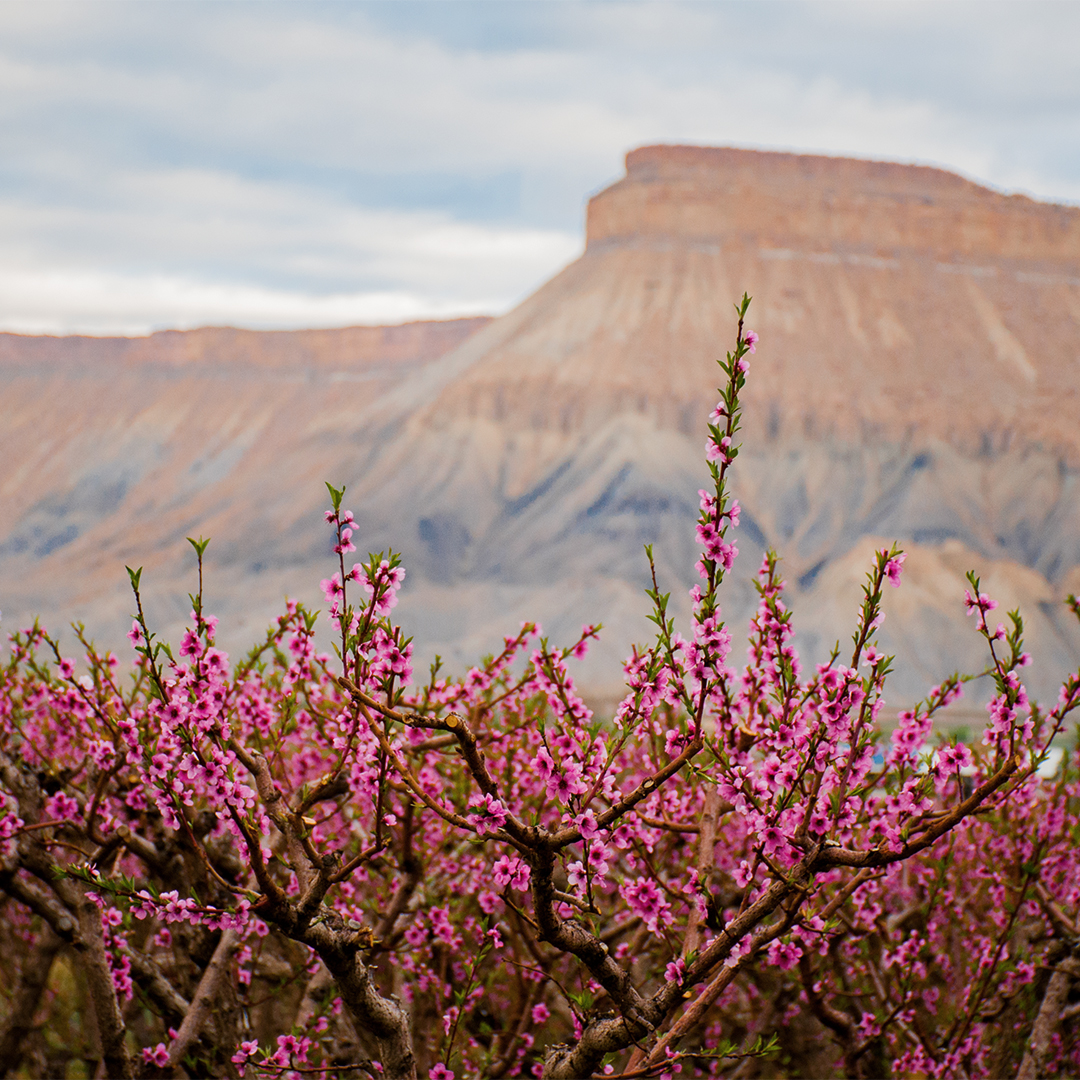 Visit Grand Junction tweet media