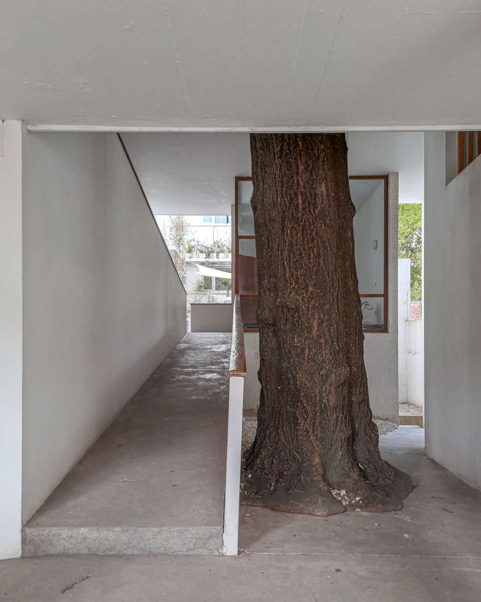 fedekufoto's tweet photo. Recorrer la Casa Curutchet a través de la lente es un ejercicio de síntesis espacial y de respeto patrimonial. En este registro se explora la articulación de los cinco puntos de Le Corbusier, destacando el rol de la rampa como elemento conector y el árbol preexistente https://t.co/bIhjkgtI5o