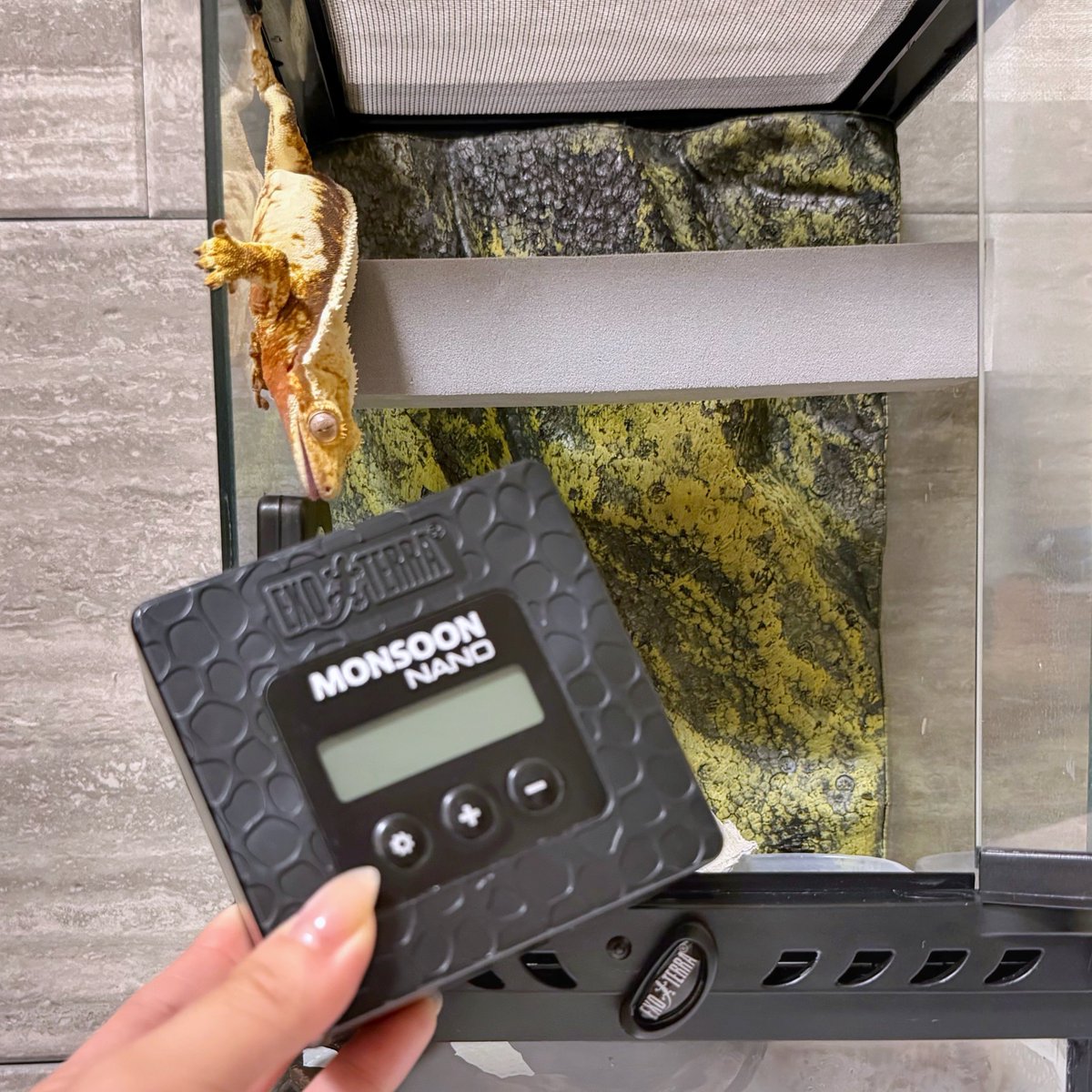 まつげやもりちゃん tweet media