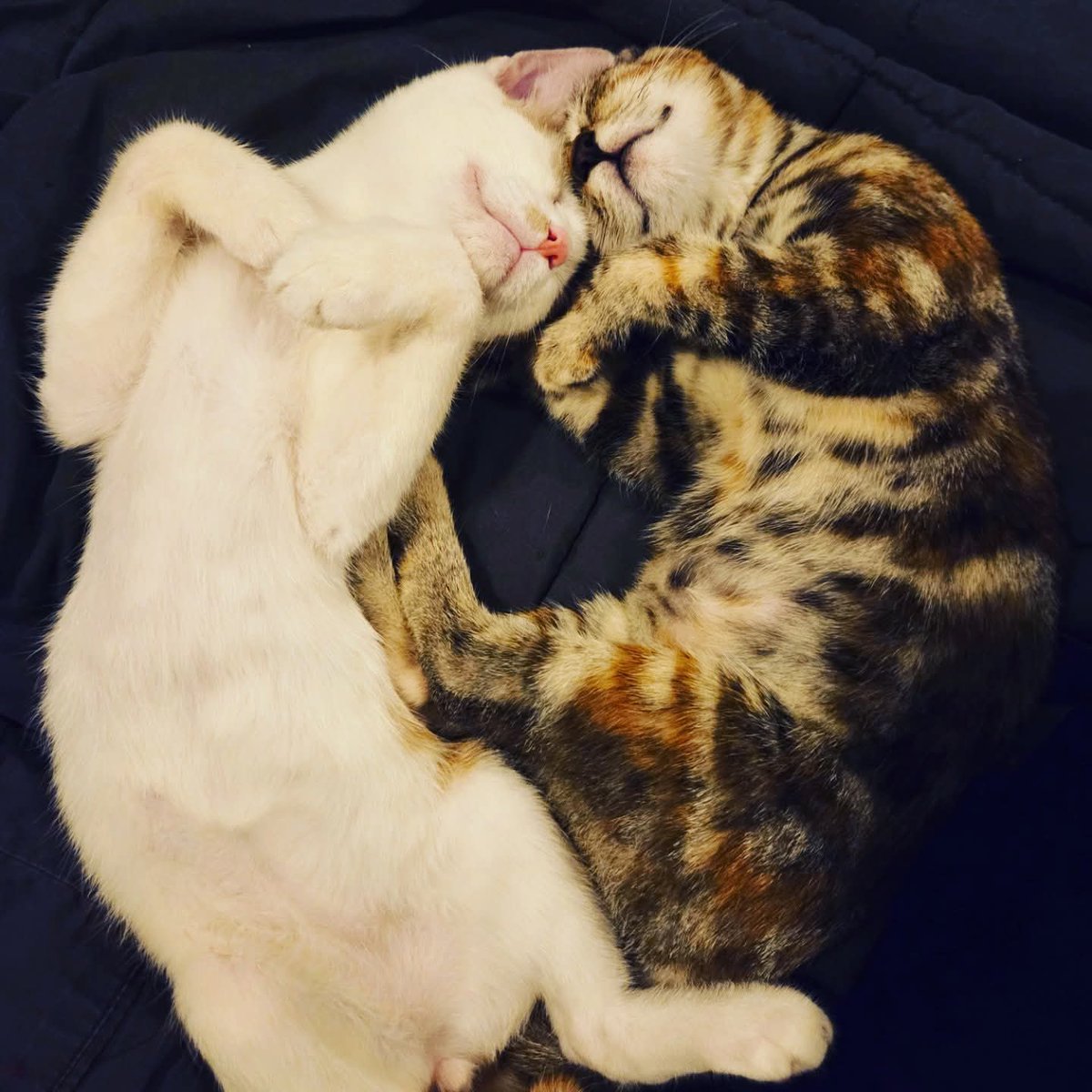 Avens O'Brien tweet media